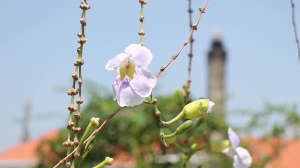 Phalaenopsis Amabilis White Color Bunga Anggrek Bulan Named Indonesia Location — Stock Video