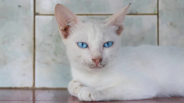 Vit Katt Med Blå Ögon — Stockfoto