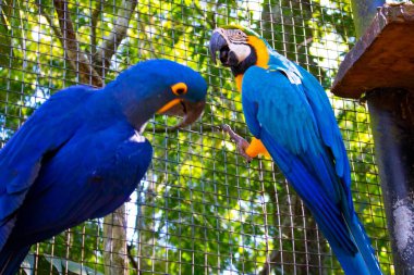 Duas araras azuis pousam em uma cerca de metal no Parque das Aves de Foz do Iguau. Pssaro tipicamente brasileiro. Çekirdek azul e amarelo.