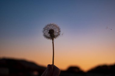 Gün batımında karahindiba, arka plan renkleri mavi ve sarı