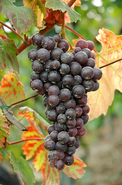Bliska Uprawy Winogron Ciągu Dnia — Zdjęcie stockowe