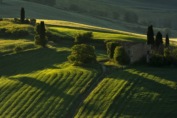Green Details Val Orcia Tuscany Italy — стоковое фото