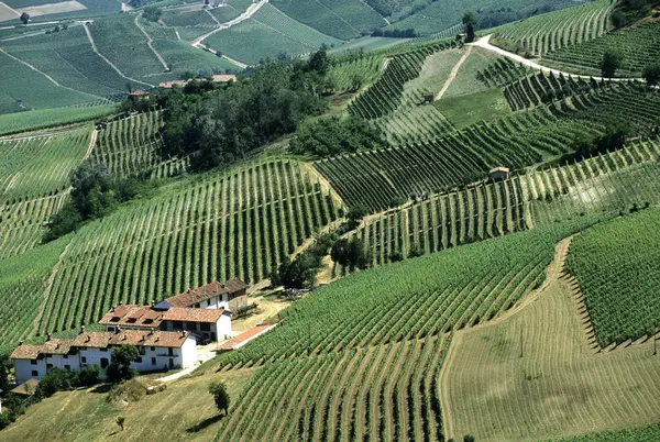 Weinberg Langhe Piemont Italien — Stockfoto