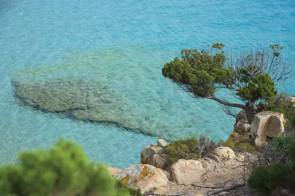 Juniper Cala Ciaccaro Eller Cala Soraya Spargi Bocche Bonifacio Maddalena - Stock-foto