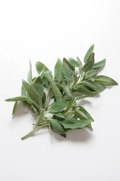 Salvia Aromática Con Romero Ajo — Foto de Stock