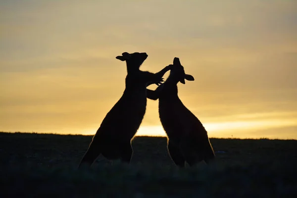 Ilha Canguru Macropus Fuliginosus Canguru Cinzento Ocidental Territórios Sul Austrália — Fotografia de Stock