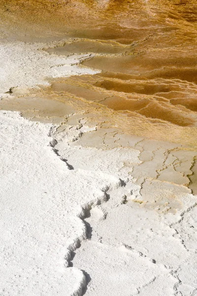 Bakteriális Aktivitás Mammoth Hot Springs Yellowstone Nemzeti Park Wyoming Amerikai — Stock Fotó