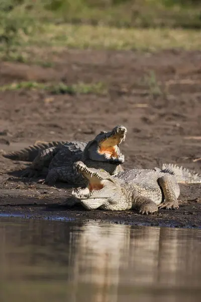 Nil Timsahları Crocodylus Niloticus Kıyıda Ağzı Açık Dişleri Boğazı Belirgin — Stok fotoğraf