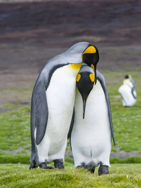 King Penguins Aptenodytes Patagonicus Фолкандских Островах Южной Атлантике Показ Ухаживаний — стоковое фото