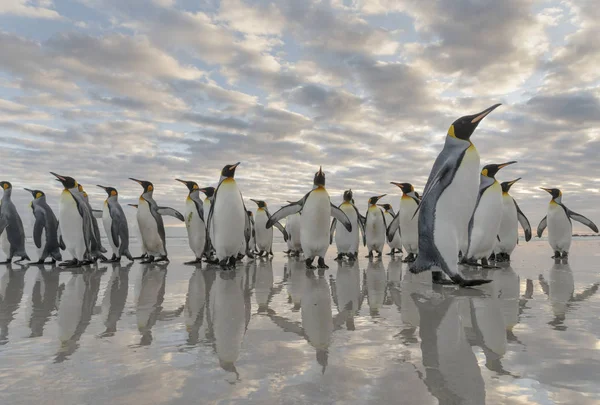 Pingwiny Króla Aptenodytes Patagonicus Falklandy Południowym Atlantyku Ameryka Południowa Falklandy — Zdjęcie stockowe