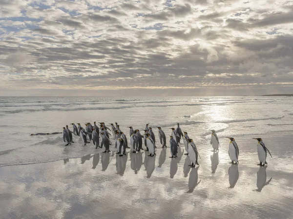 Rei Pinguins Aptenodytes Patagonicus Nas Ilhas Malvinas Atlântico Sul América — Fotografia de Stock