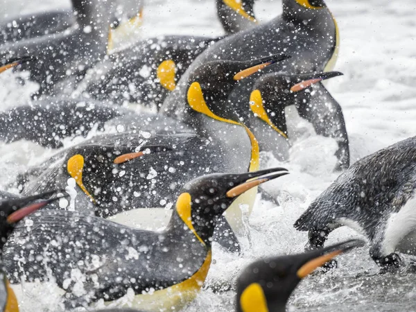 King Penguins Aptenodytes Patagonicus Isla Georgia Del Sur Novato Llanura — Foto de Stock