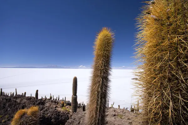 Salar Uyuni Boliwia Ameryka Południowa — Zdjęcie stockowe