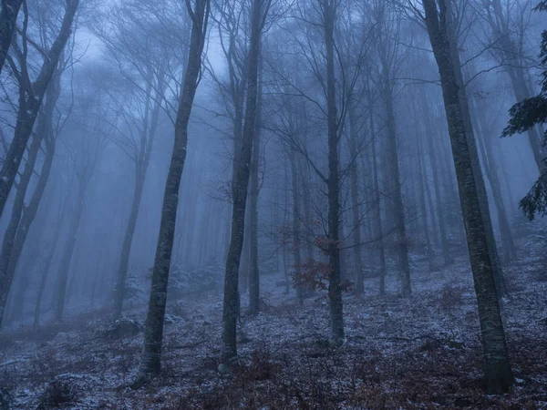 Bukové Dřevo Mlze Lessinia Monti Lessini Trentino Itálie Evropa — Stock fotografie