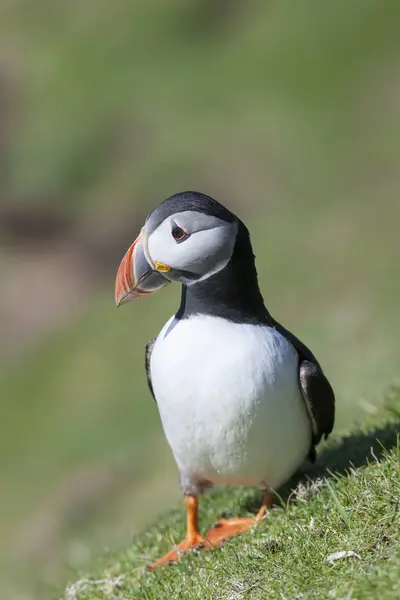 Atlantský Puffin Bratrstvo Útesu Ptačí Rezervaci Hermaness Evropa Velká Británie — Stock fotografie