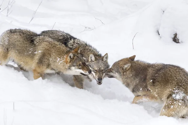 Šedí Vlci Canis Lupus Během Zimy Národním Parku Bavorský Les — Stock fotografie