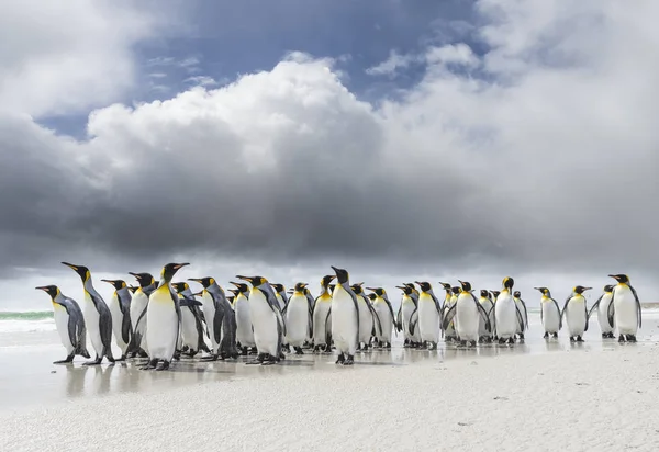 南大西洋法尔坎德群岛上的企鹅王 阿普特诺迪人巴塔哥尼乌斯 一群企鹅在沙滩上暴风时 雷雨云在背景 南美洲 福克兰群岛 — 图库照片