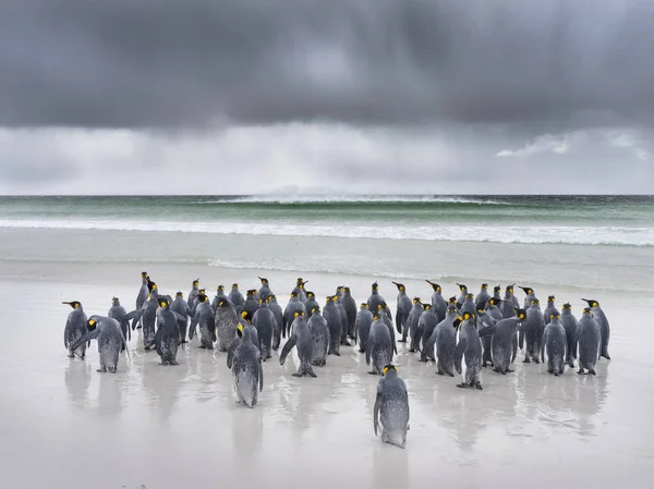 Koningspinguïns Aptenodytes Patagonicus Falkeilanden Het Zuiden Van Atlantische Oceaan Groep — Stockfoto