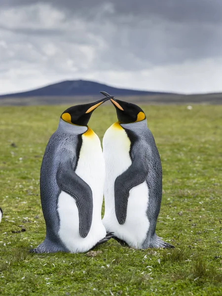 Rei Pinguins Aptenodytes Patagonicus Nas Ilhas Falkand Atlântico Sul América — Fotografia de Stock