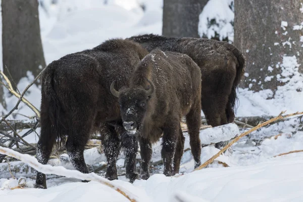 Wisent European Bison Bison Bonasus Bos Bonasus Winter National Park — Stock Fotó