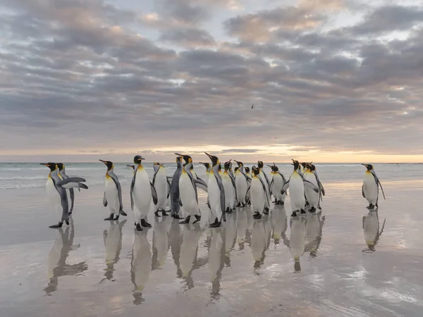 Kuningas Pingviinit Aptenodytes Patagonicus Falklandinsaarilla Etelä Atlantilla Etelä Amerikka Falklandinsaaret — kuvapankkivalokuva