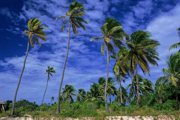 Pláž Zanzibar Tanzanie Východní Afrika Afrika — Stock fotografie