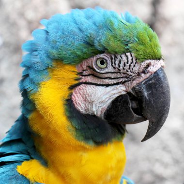 Mavi-ve-altın Macaw portre