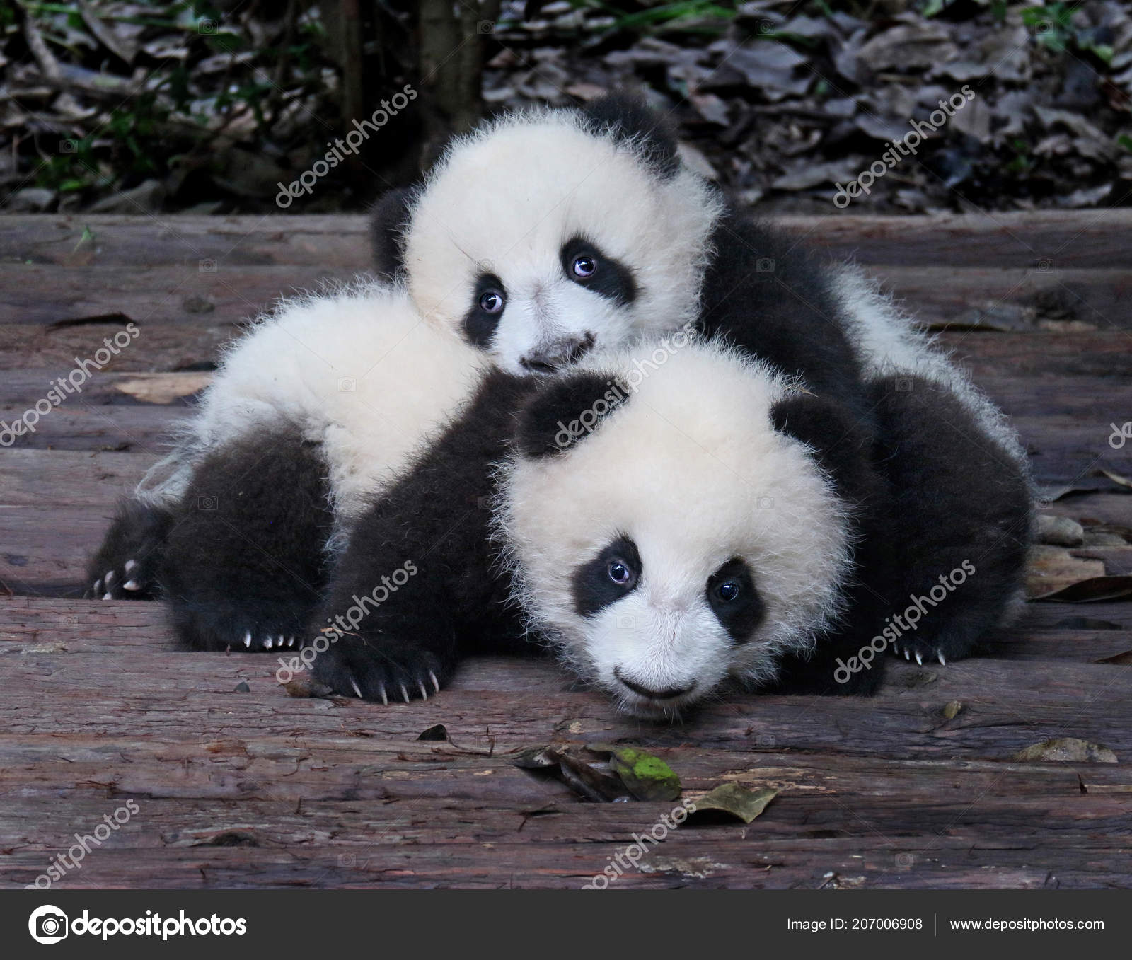 ᐈ Baby Pandas Stock Pictures Royalty Free Baby Panda Images Download On Depositphotos
