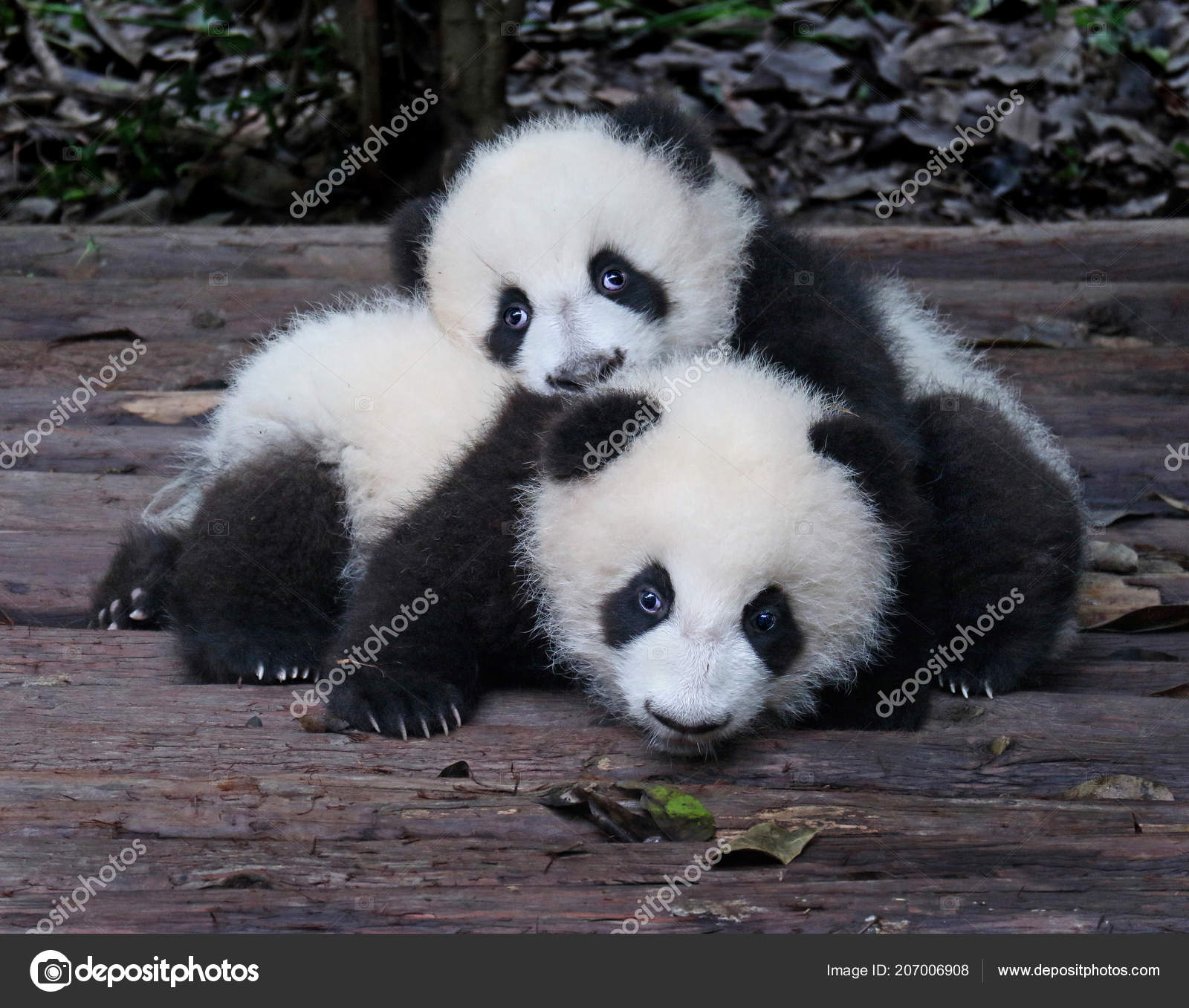 cute giant panda cubs