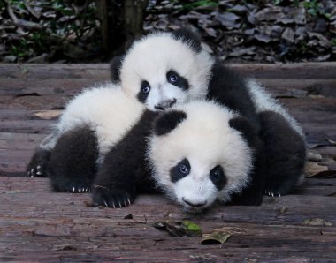 Baby Giant Pandas Playful and adorable at a zoo clipart