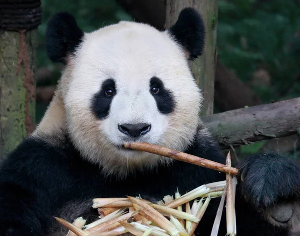 Giant Panda Bear Jíst Bambus Chengdu Čína — Stock fotografie