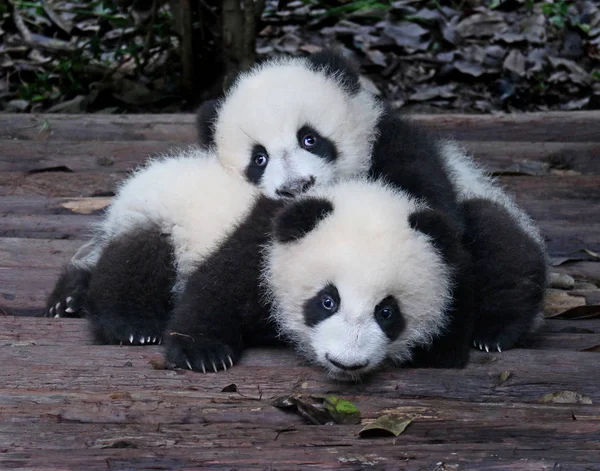 Baby Giant Pandas Juguetón Adorable Zoológico Imágenes de stock libres de derechos