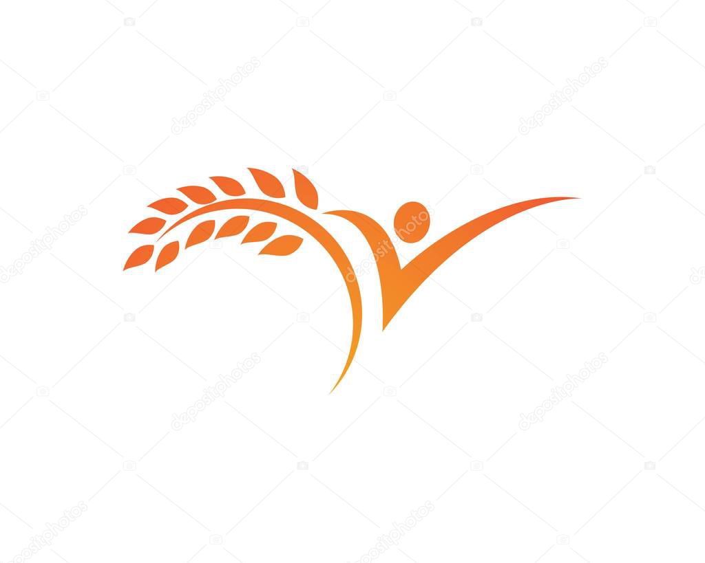 Agriculture wheat Logo Template,healthy life logo vector icon design