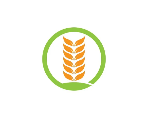 小麦のロゴのテンプレート — ストックベクタ
