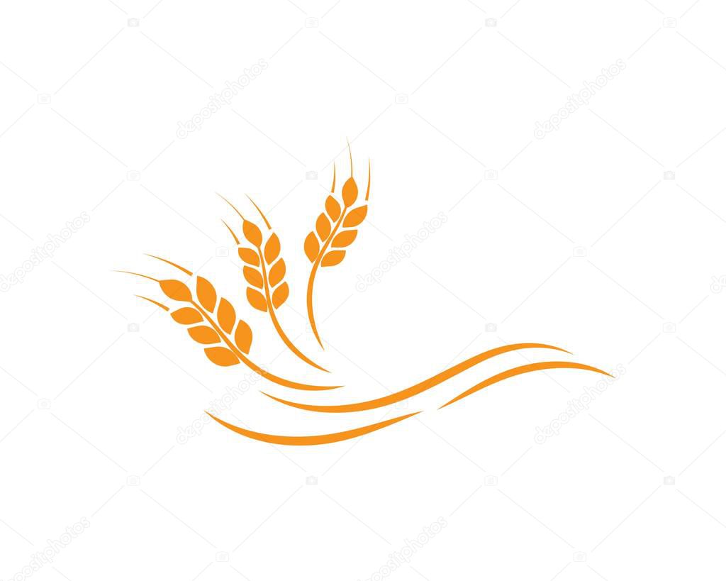 Agriculture wheat Logo Template vector icon design