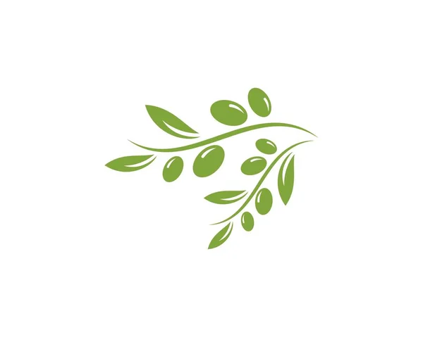 Zeytin logo şablonu — Stok Vektör