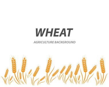 Buğday arka plan şablonu 