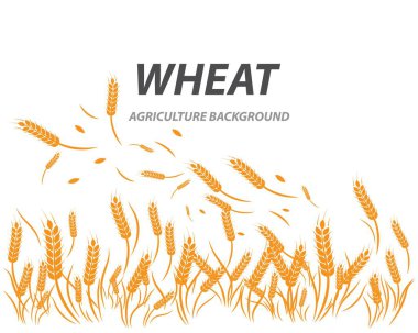 Buğday arka plan şablonu 