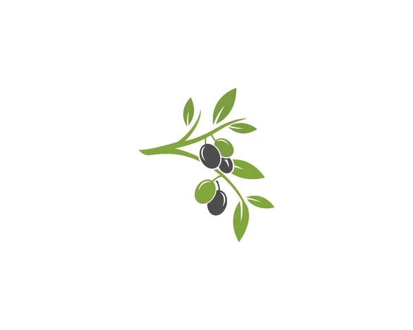 Olive logo sjabloon — Stockvector