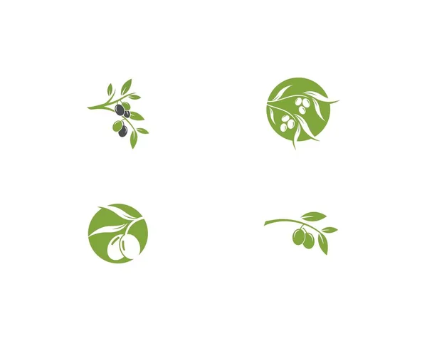 Modèle de logo olive — Image vectorielle