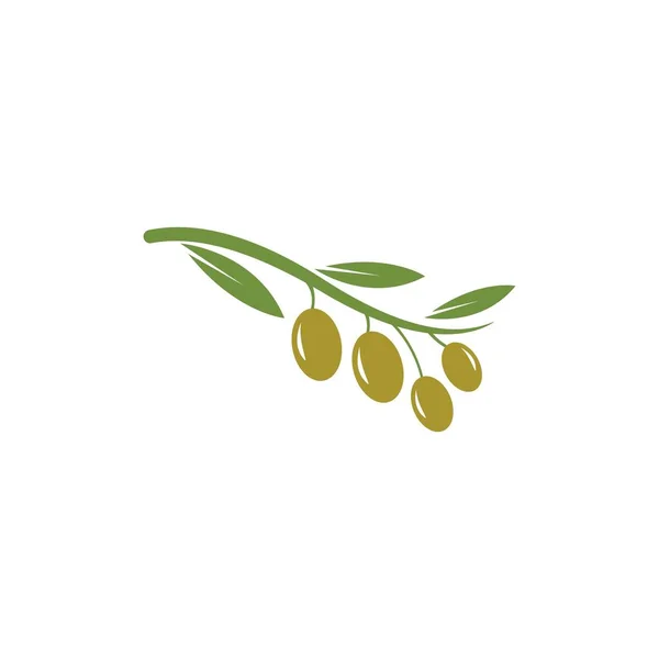 Vorlage für das Olivenlogo — Stockvektor