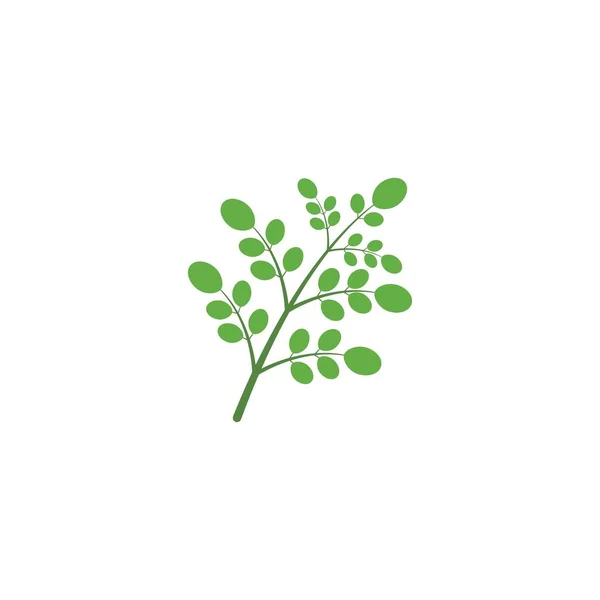 Moringa Leaf — 스톡 벡터