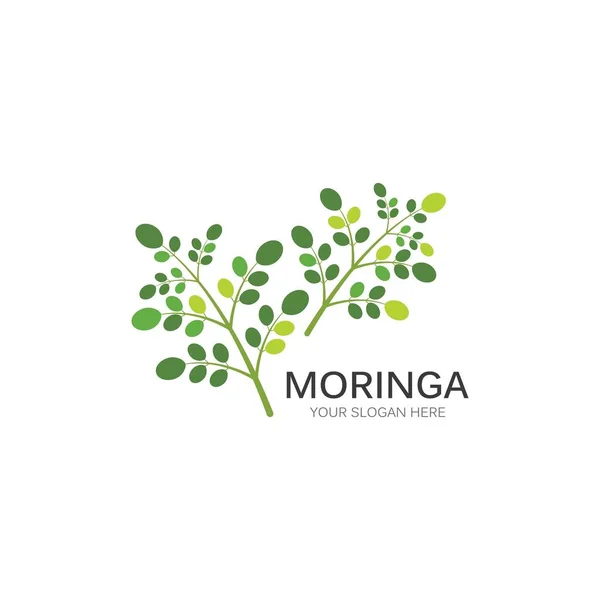 Diseño Vectorial Ilustración Hoja Moringa — Archivo Imágenes Vectoriales