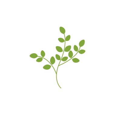 Moringa yaprak illüstrasyon vektör tasarımı