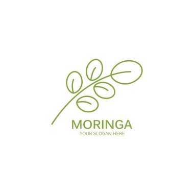 Moringa yaprak illüstrasyon vektör tasarımı