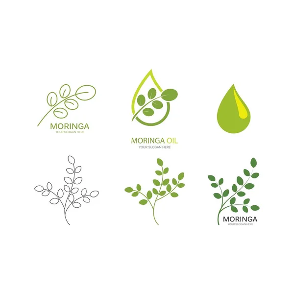 Desain Vektor Ilustrasi Daun Moringa - Stok Vektor