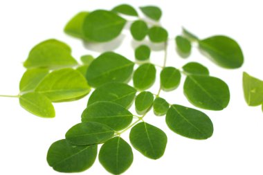 Beyaz arkaplanda Moringa yaprağı 