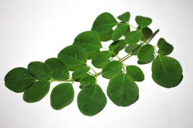 Beyaz arkaplanda Moringa yaprağı 