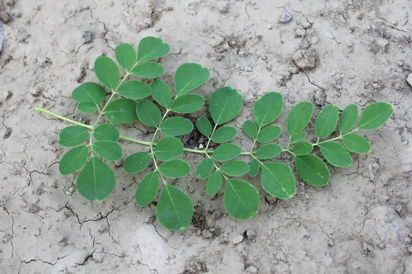 Moringa Blad Vit Bakgrund — Stockfoto