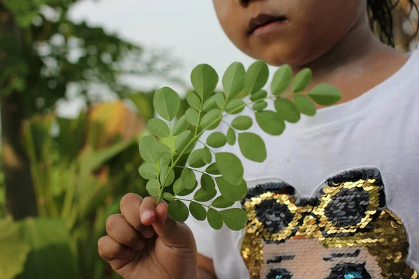 Kinderen Houden Tak Van Groen Moringa Blad — Stockfoto